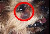 歯周病が悪化し顔に穴が開いた犬