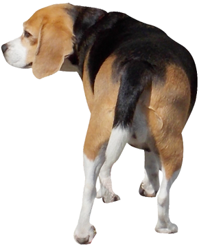 犬