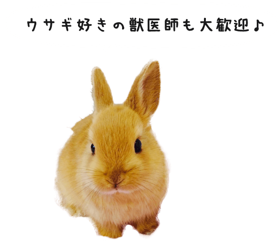 うさぎ好きの獣医師大歓迎