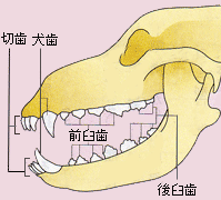 犬の歯の骨格