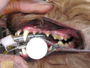 処置前の犬の口腔内