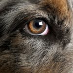 犬の目