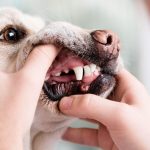 犬の歯科検診